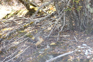 地面树根与散落枝叶景象