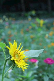 阳光下的灿烂向日葵