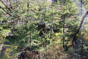 茂密森林中的繁茂植被