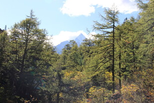 山林间远眺巍峨雪山