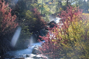 秋日山林中的潺潺溪流