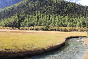 山间溪流旁的葱郁森林