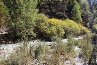 山间溪流旁的葱郁植被