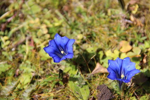 蓝花绽放于翠绿草丛中