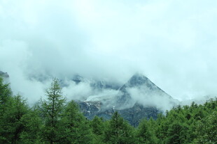 云雾缭绕的山林美景