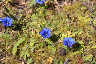 草地上的蓝色小花