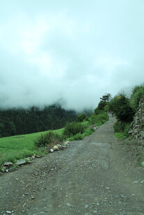 乡间土路 绿意环绕的风景