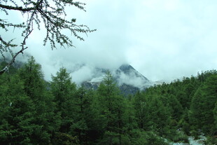 云雾缭绕的山林景致