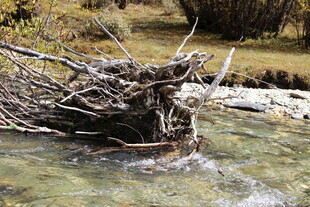 溪边枯木堆 流水潺潺