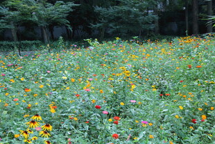 多彩野花绽放的美丽草地