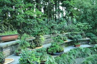 中式庭院绿植景观