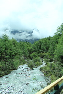 山间溪流旁的葱郁森林