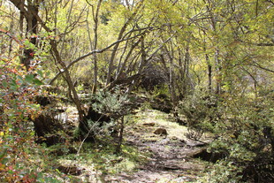 山林间的幽静小径