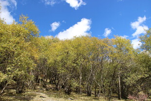 蓝天绿树自然风光图