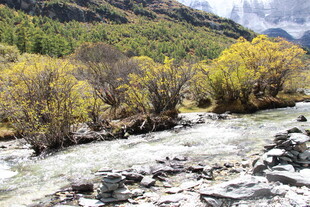 山间溪流旁的多彩树林