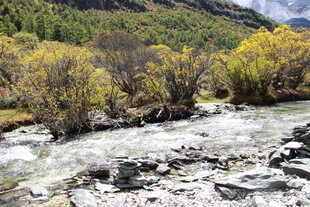 山间溪流与多彩树木景观