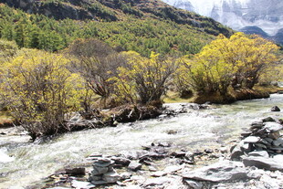 山间溪流旁的多彩树林