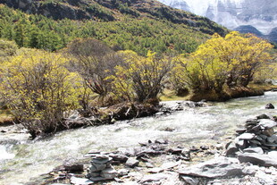 山间溪流旁的斑斓树林