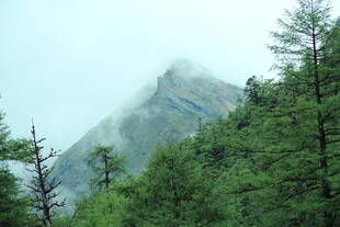 云雾缭绕的山林美景