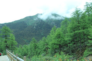 山间公路旁的葱郁森林