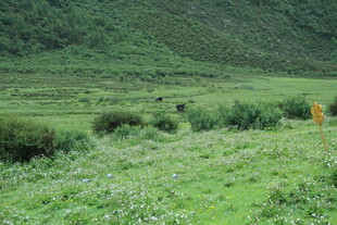 绿意盎然的山间草地