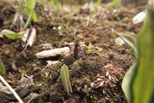破土而出的冬虫夏草嫩绿幼苗