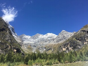 壮丽雪山下的葱郁山林
