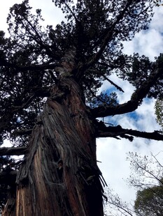 古老苍劲的参天大树
