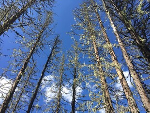 仰望蓝天中的挺拔松林