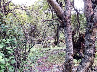 林间蜿蜒小径 枝桠交错