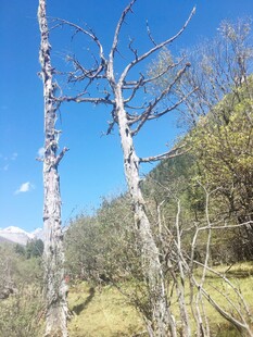 山野枯树立于蓝天之下