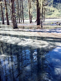 林间静谧湖水倒影美景