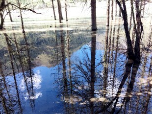 水浸树林 倒影如画