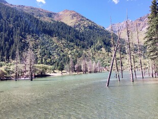 山间清湖水畔树木景致