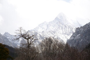 雪山孤树壮丽自然景观