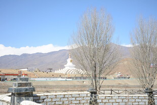 西藏风光下的白塔与枯树