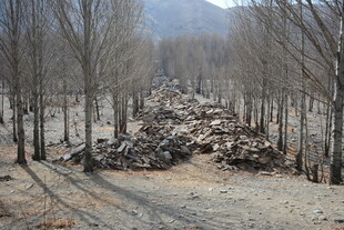 冬日枯树林中的石堆景观