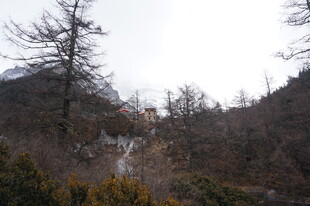 山间枯树与朦胧景致