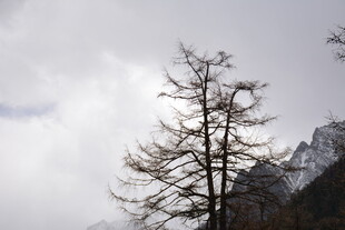 枯树挺立山间云雾缭绕