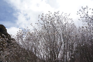 春日繁花树木景致