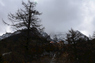 山间枯树与云雾景观