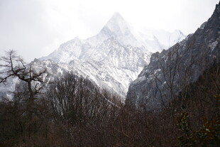 雪山下的枯树景观