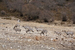 草原上的羚羊群