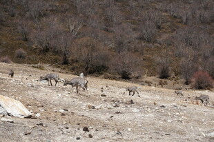荒野中的动物群