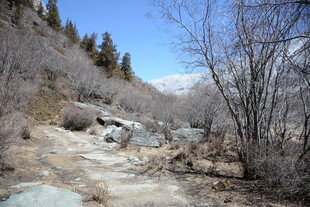 山间溪流枯木景致