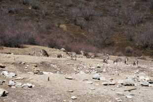荒凉野外的散落石块