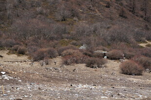 荒野中的稀疏植被