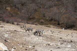 山坡上的野生羊群