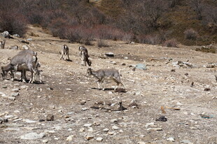 荒野中的动物群