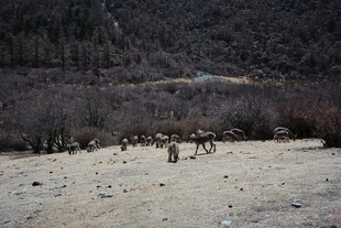 雪地中的动物群